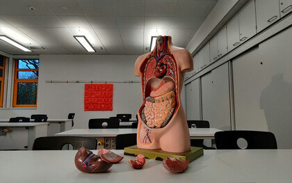 The organs keep our body alive, balanced, and functioning as one system