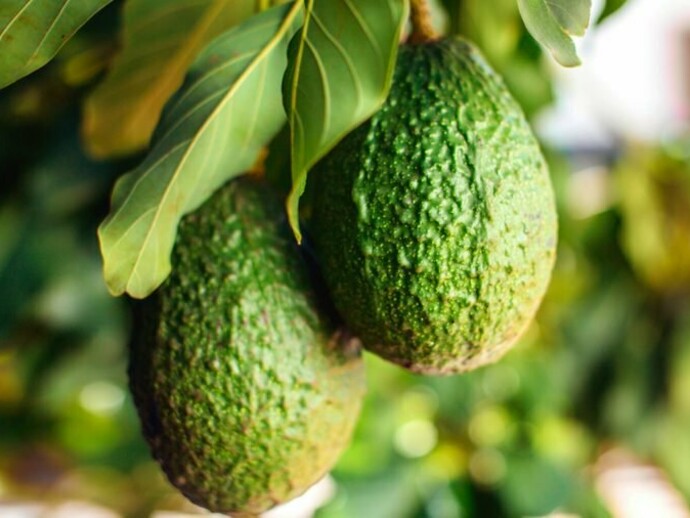 What Do You Get When You Eat Avocado? Meer