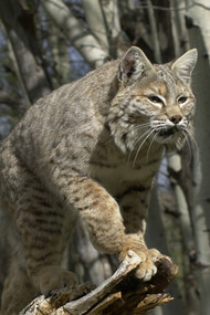 Swatworth the bobcat, perched on a dead tree brach, ready to pounce