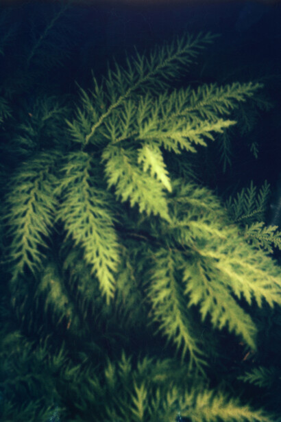 Mélanie Patris, Fougère à Papeete (détail). Avec l'aimable autorisation de La Châtaigneraie © Mélanie Patris