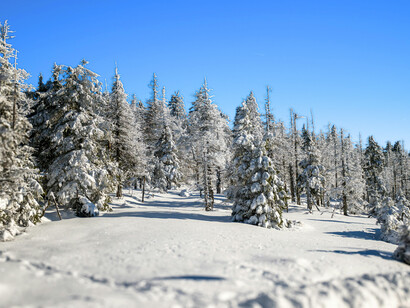 Un gruppo di pini carichi di neve, contro un intenso cielo azzurro: "Il bosco taceva, ma quel silenzio non era vuoto: sembrava un respiro trattenuto, un’antica presenza che li osservava"