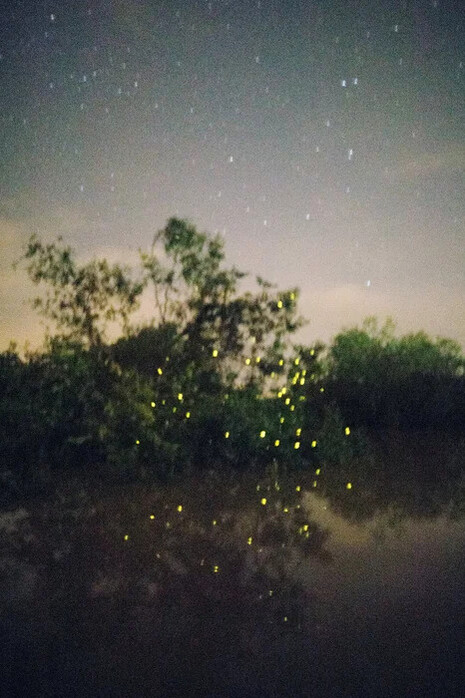 Elijah Gowin, Firefly reflections, Selangor River, Malaysia (detail), 2017. Courtesy of Robert Mann Gallery