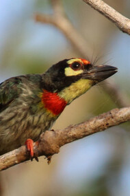 Coppersmith Barbet on boat ride with Backwaters Lodge © Gehan de Silva Wijeyeratne
