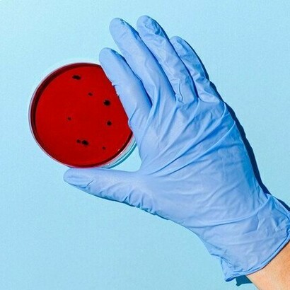 Bacterial cultures can be both targets for pathogens and defenders against infections, with A. muciniphilia’s antibiotic resistance helping to partially protect the gut microbiome