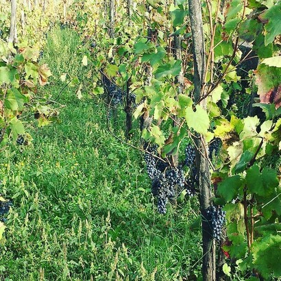 Nerello Mascalese, Tenuta di Fessina, azienda vinicola alle pendici dell'Etna