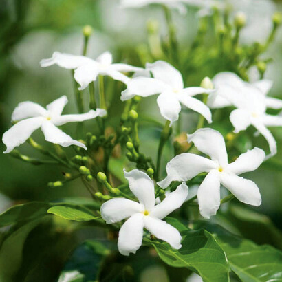 Un suave perfume a jazmín la envolvió trasladándola a un jardín de recuerdos con regusto a hierba mojada