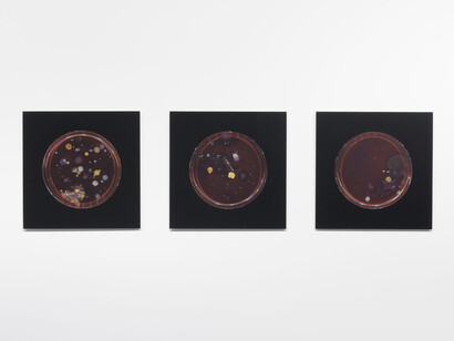 Dane Mitchell, Archive of dust, room 18, exhibition view. Courtesy of Two Rooms