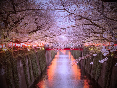 Comme un hanami, chaque instant passé à iRasshai est une célébration de la simplicité et de l'élégance que l'on retrouve dans ces forêts de cerisiers au Japon. La douceur de l'art japonais se retrouve dans la délicatesse de chaque plat