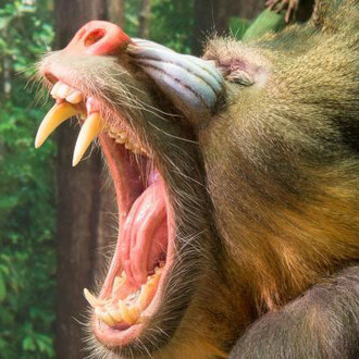 Monkeys. Courtesy of Royal Belgian Institute of Natural Sciences