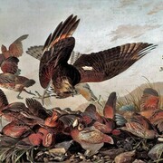 John James Audubon (1785-1851), Hawk Pouncing on Partridges, c. 1827, Oil on canvas, 66 x 101.6 cm, loaned by University of Liverpool Victoria Gallery & Museum, Photograph reproduced with the kind permission of University of Liverpool Victoria Gallery & Museum