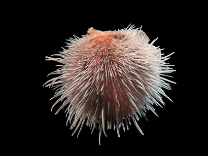 Spondylus linguaefelis, Conchiglie (5 Continents Editions), photo Paul Starosta