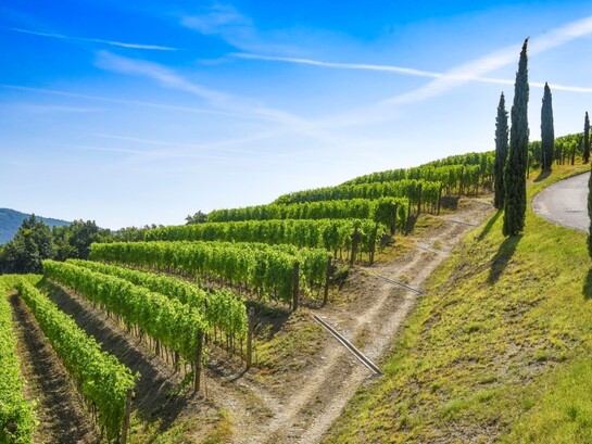 Vigneto di Ronchi di Ponca in Friuli, Italia. Friulano. Vino simbolo della regione, dal finale ammandorlato, elegante e asciutto, che racconta la storia e la forza del territorio friulano
