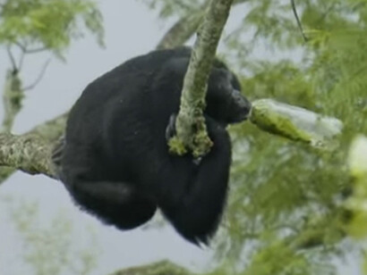 Jane Goodall no fue solo la primatóloga más influyente del siglo XX, ni una activista, ni una científica pionera. Fue una inspiración para todos. Jane Goodall's Chimp Eden, Reserva Natural Umhloti, Nelspruit, Sudafrica