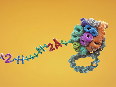 Cotranslationale Modifikation der Histone:  NAC-vermittelte Rekrutierung von NatD und MetAP1 am Ribosom 