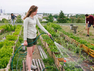 A community of gardeners working together in one of Berlin's urban allotment gardens, Germany