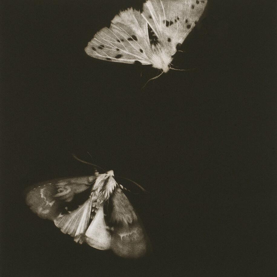 Sarah Gillespie, Alder and Ermine Moths, 2013, Mezzotint, Edition 12 of 40, 29 x 29 cm, 48 x 48 cm (with frame)
