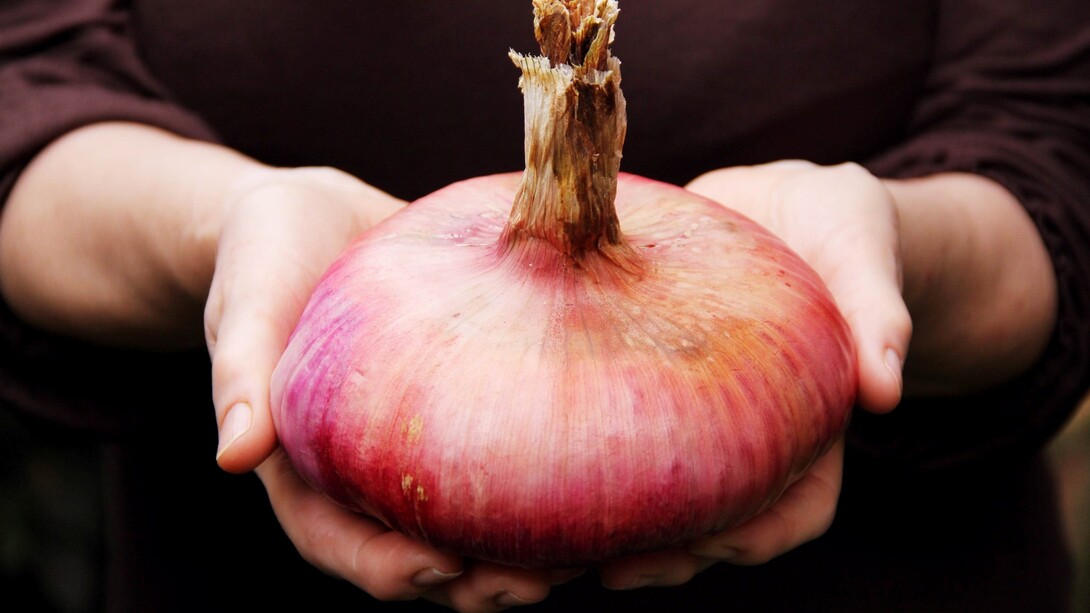 La Cipolla Rossa di Acquaviva è un’eccellenza pugliese riconosciuta per la sua dolcezza unica
