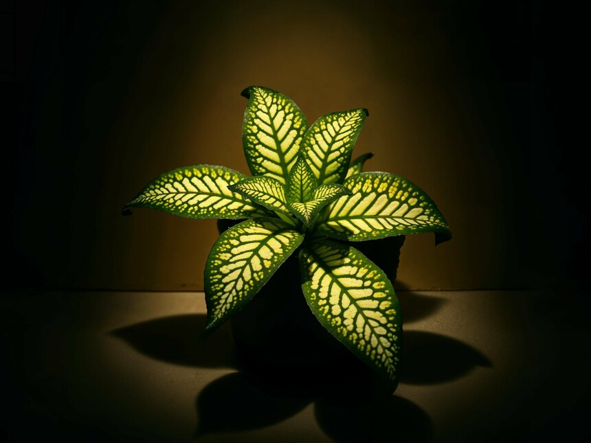 Biosemiotics: the fundamental role of signs in life