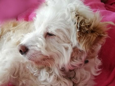 Também comecei a reprendê-lo, a zangar-me pelas asneiras e, mais tarde, pela insistência dele em estar sempre comigo, mesmo quando eu estava a estudar e a ver televisão. E ele começou, com uma expressão carente, a ir buscar uma peça da roupa (meias, etc.) para me sentir com ele, próxima, palpável, junto
