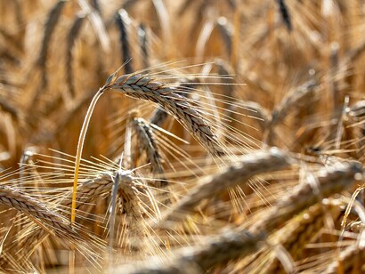 Campo di grano: "L’orzo si coltivava, generalmente dopo un’altra coltura, in alternanza con cereali, o altre coltivazioni più nobili, consentendo così di ottimizzare l’utilizzo del terreno"