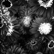 Ilke Cop, Garden of earthly delights (detail). Courtesy of Tatjana Pieters Gallery