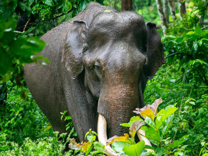 Cells must divide repeatedly (mitosis), and some tissues (like skin, blood, and gut lining) continuously renew