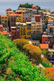 Vinyard at Manarola, Italy