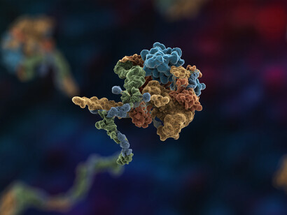 NAC-Ribosom Kryo-EM II: NAC-Heterodimer am ribosomalen Austrittstunnel