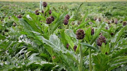 Il carciofo brindisino IGP è una delle eccellenze orticole della Puglia, riconosciuto per la sua tenerezza e il sapore delicato