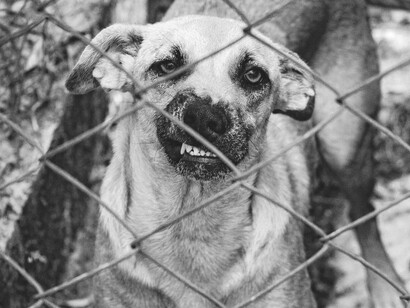 Cão estressado. Ficamos ali, um diante do outro, paralisados como num duelo, nos olhando fixamente. Um duelo não de morte, mas de salvação. Eu queria ajudar, aliviar o sofrimento dele, mas não sabia como agir. Ele queria ajuda, aliviar-se do sofrimento, mas não compreendia o que estava ocorrendo

