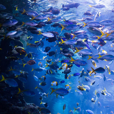 Philippine Coral Reef. Courtesy of California Academy of Sciences