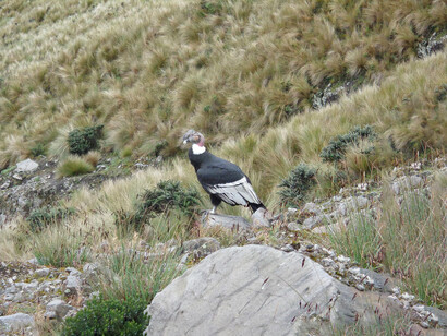 El cóndor andino aparece como una señal de alarma ecológica: al estar en la cima de la cadena trófica, su contaminación con microplásticos revela la magnitud del problema tanto en zonas costeras como andinas