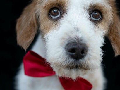 Em termos de exposição, embora ainda não tenha sido encontrado um catálogo público recente (2023-2025) de grande mostra solo, a permanência em plataformas como Artsy e a permanência de comissões e vendas demonstram que o artista segue em plena atividade, mesmo que em foco diferente