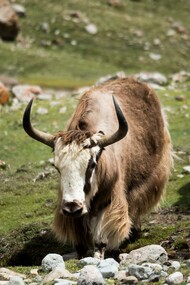 Yak dell'Himalaya, Mardi Himal Base Camp, Lumle, Nepal
