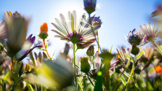 Biodiversità