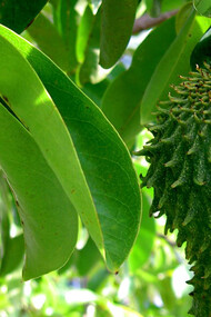Annona Muricata