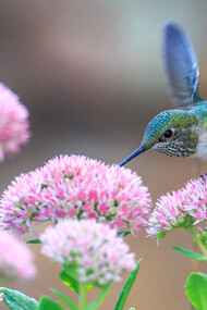 The perfection of Nature