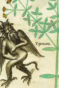 Iperico, dal Tractatus de herbis, (1440 ca.), particolare