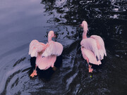 Cisnes cor-de-rosa nadam em lago 