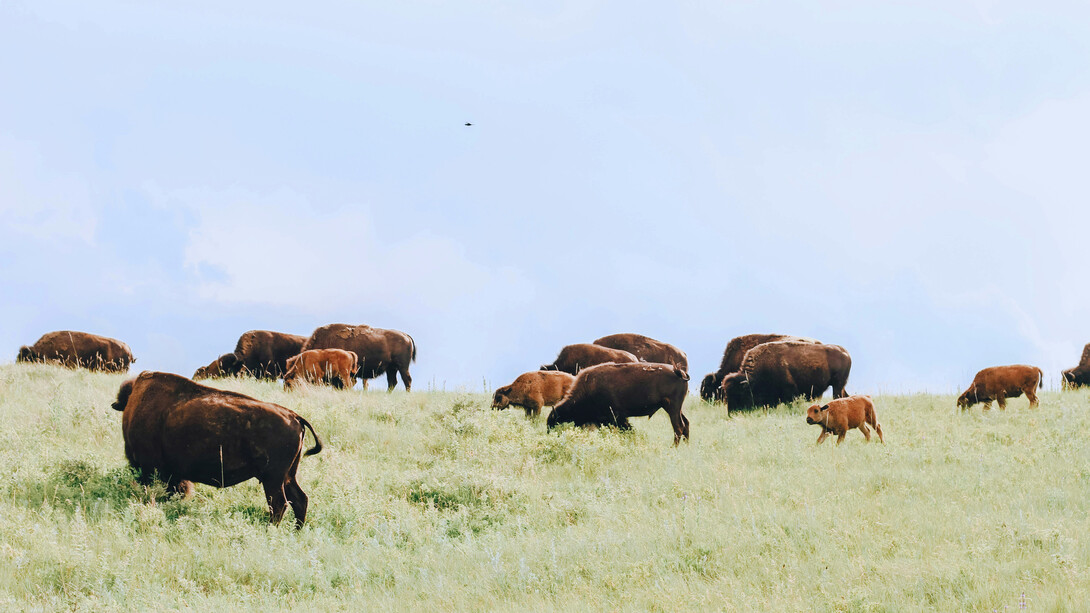 A herd of buffaloes grazing in the wild in Montana, USA
