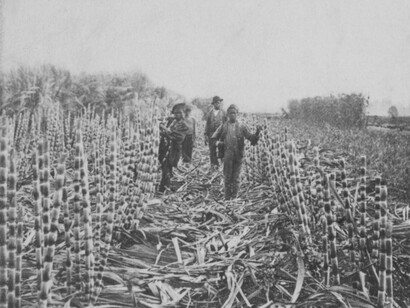 Behind the wealth of sugar stood the forced labor, pain, and humanity of those held in bondage