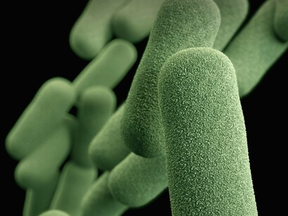 Les bactéries sont un élément fondamental de la vie sur Terre, les membres bénéfiques et nuisibles jouant un rôle crucial dans divers écosystèmes et influençant la santé des organismes vivants