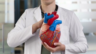 Male doctor holding a model of a human heart