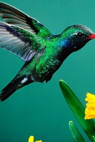 Un colibrí y unos narcisos
