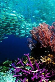 Uno studio riporta come le ondate di calore marine stiano diventando più intense