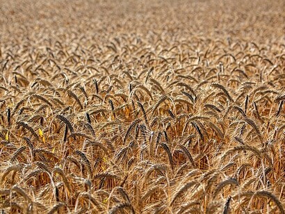 Campo di grano: "L’orzo distico è più lungo e più grosso e soprattutto più duro, motivo per cui richiede un ammollo di almeno  ventiquattro ore, prima di poter essere cucinato"