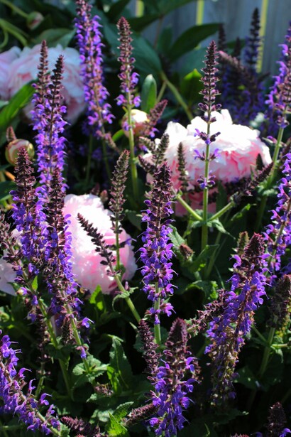 Nella creazione di profumi botanici, l’equilibrio tra le note di testa, cuore e base nasce dall’ascolto profondo della pianta e del suo potere aromatico