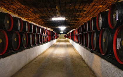 Desfrute da estação com um bom vinho! Saiba tudo sobre vinhos orgânicos, biodinâmicos e naturais e como eles influenciam sua saúde e o meio ambiente
