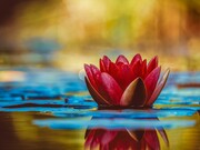 Flor de lótus
