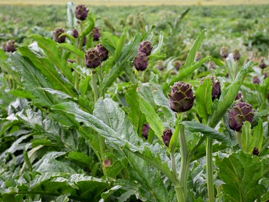 Il carciofo brindisino IGP è una delle eccellenze orticole della Puglia, riconosciuto per la sua tenerezza e il sapore delicato